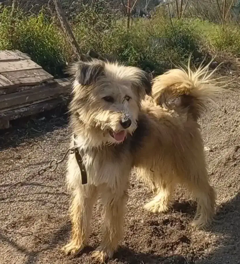 واگذاری سگ|سگ|لاهیجان, بازکیاگوراب|دیوار