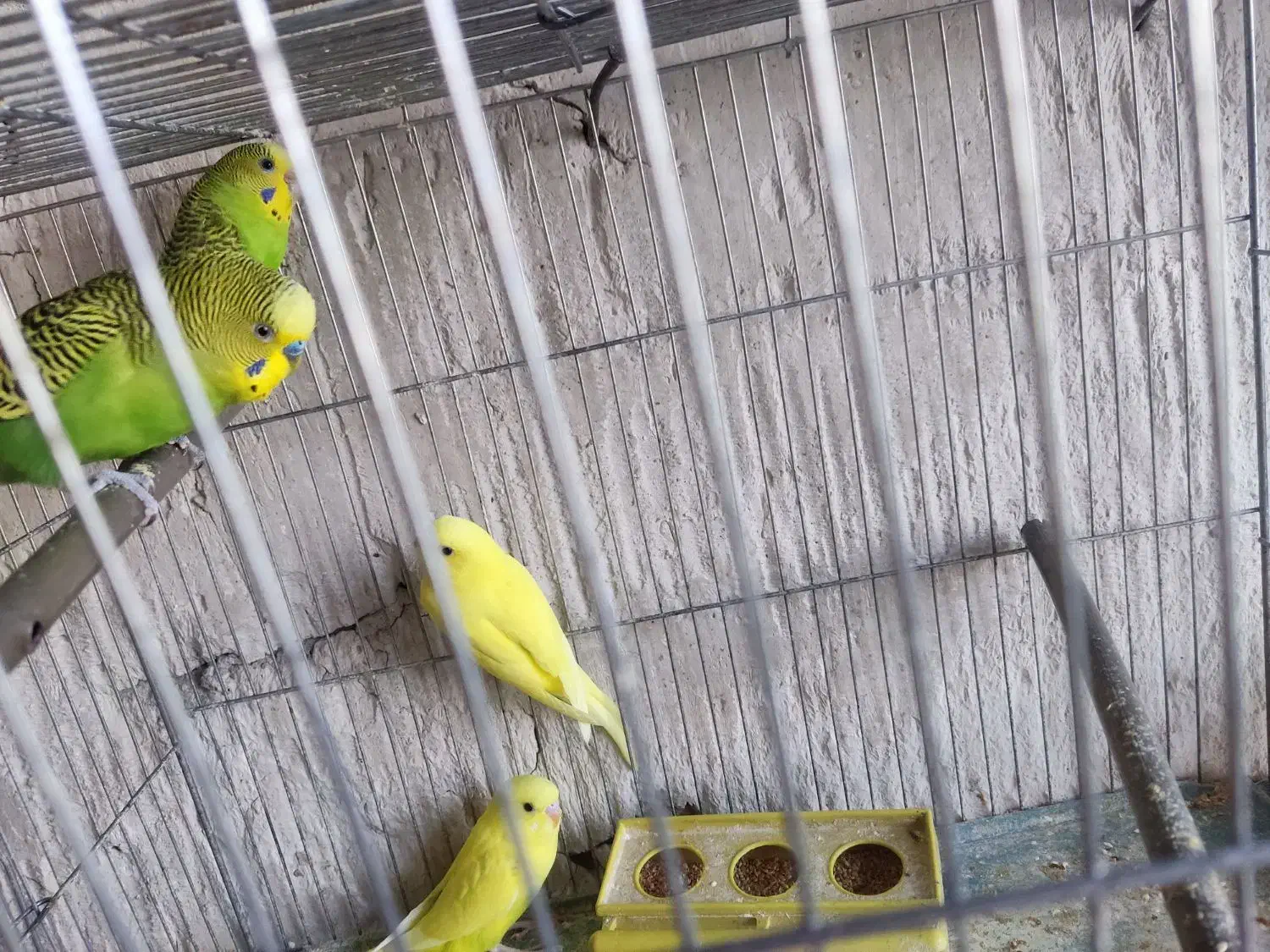 مرغ عشق|پرنده|تبریز, |دیوار