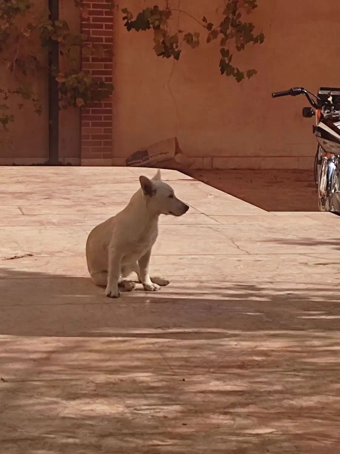 سگ ماده|سگ|مشهد, ویلاشهر|دیوار