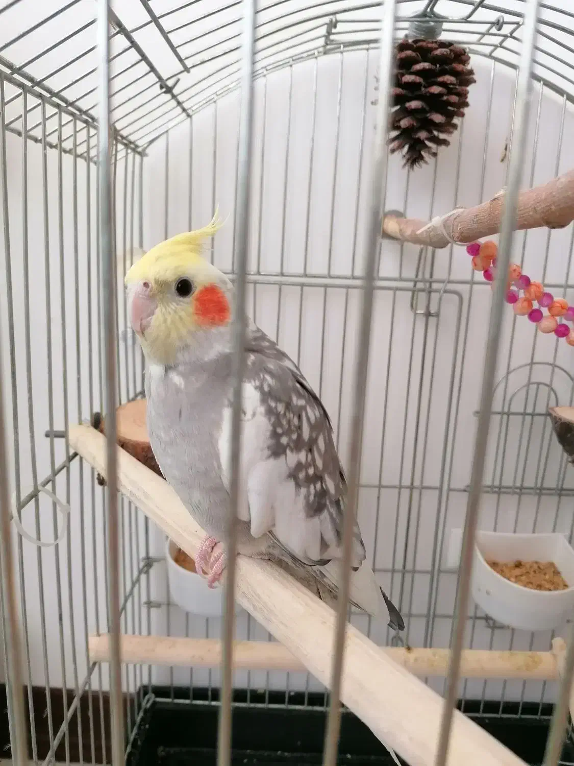 یک جفت عروس هلندی مولد با لوازم سخنگو|پرنده|قدس, شهرقدس|دیوار