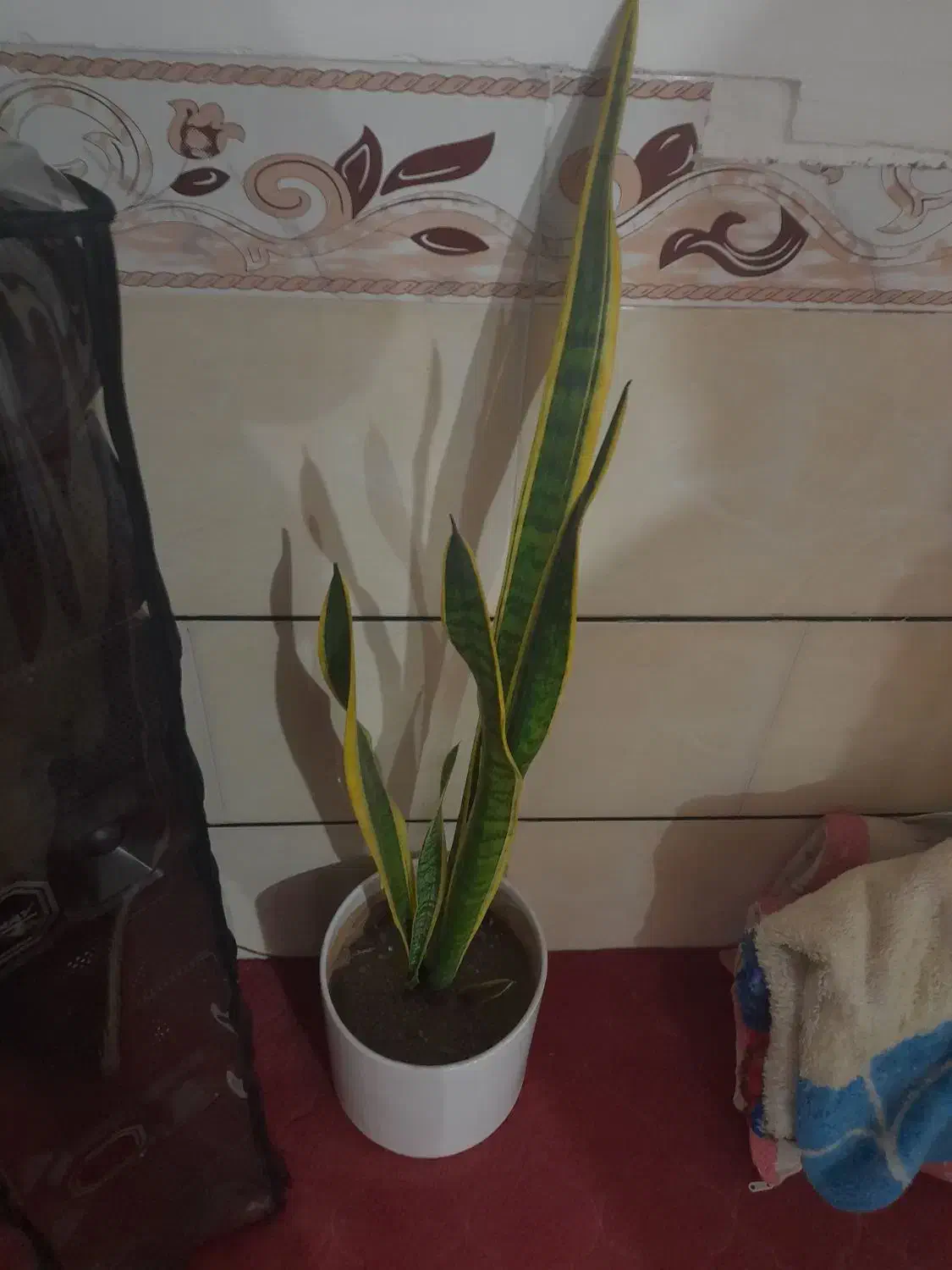 گل اپارتمان|گل و گیاه طبیعی|ملایر, |دیوار