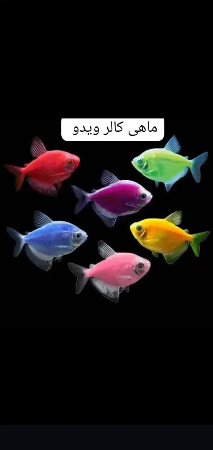 فروش آکواریوم و ماهیان زینتی|ماهی|مسجد سلیمان, |دیوار