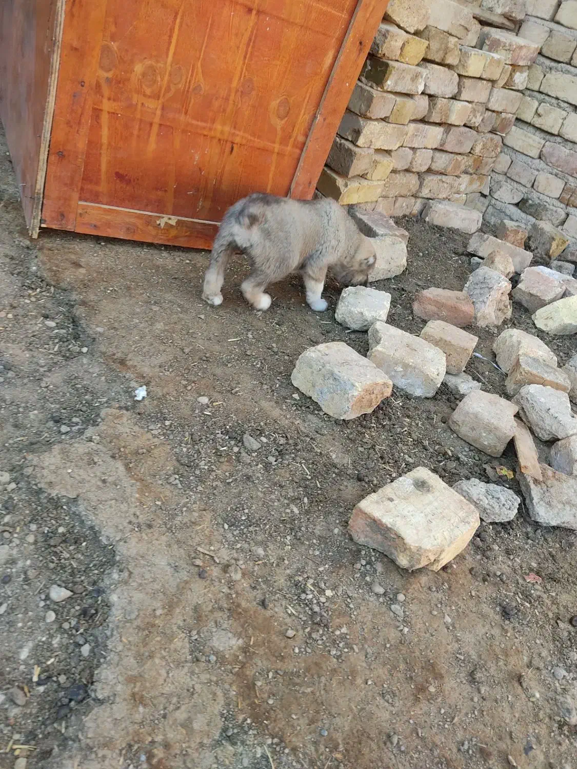 سگ نگهبان|سگ|تاکستان, |دیوار