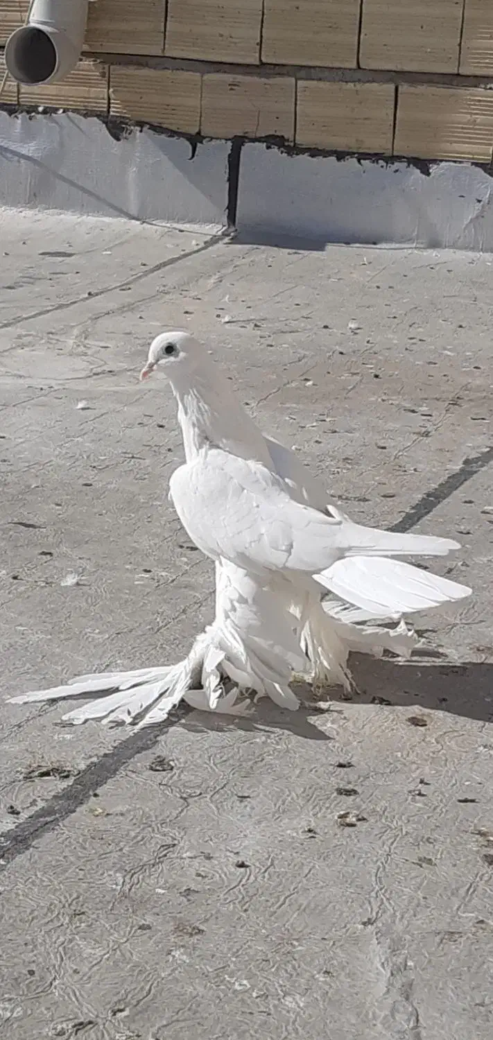 کفتر|پرنده|تبریز, |دیوار