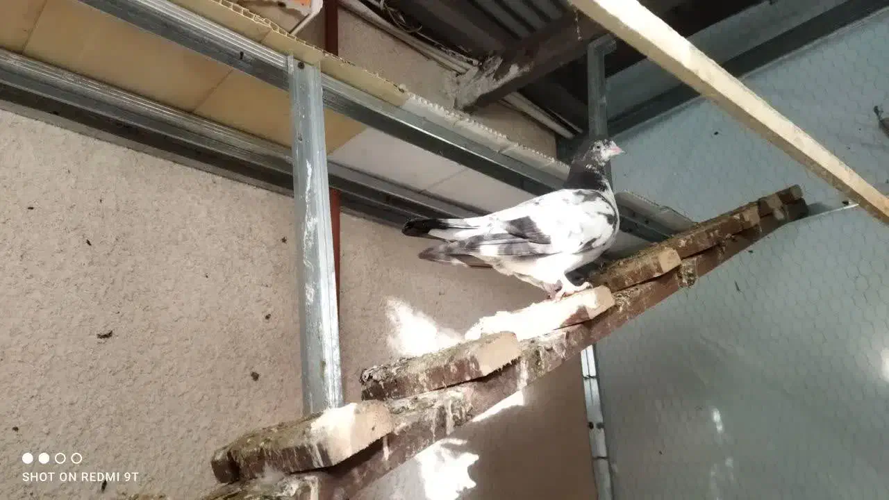 کبوتر|پرنده|رشت, تازه آباد|دیوار