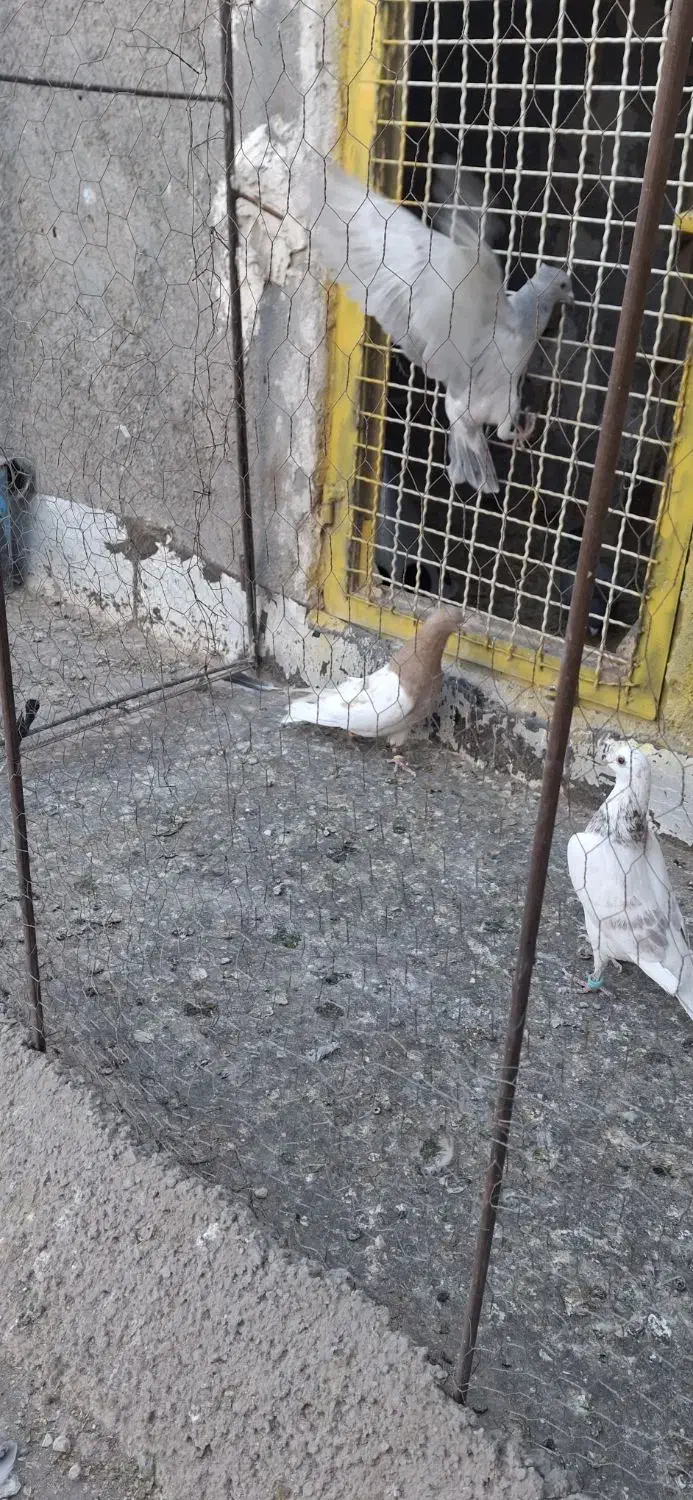 ،...‌کله زرد زات عالی حیون پرش سار اقون فروخته شده|پرنده|تربت‌حیدریه, شهید بهشتی|دیوار