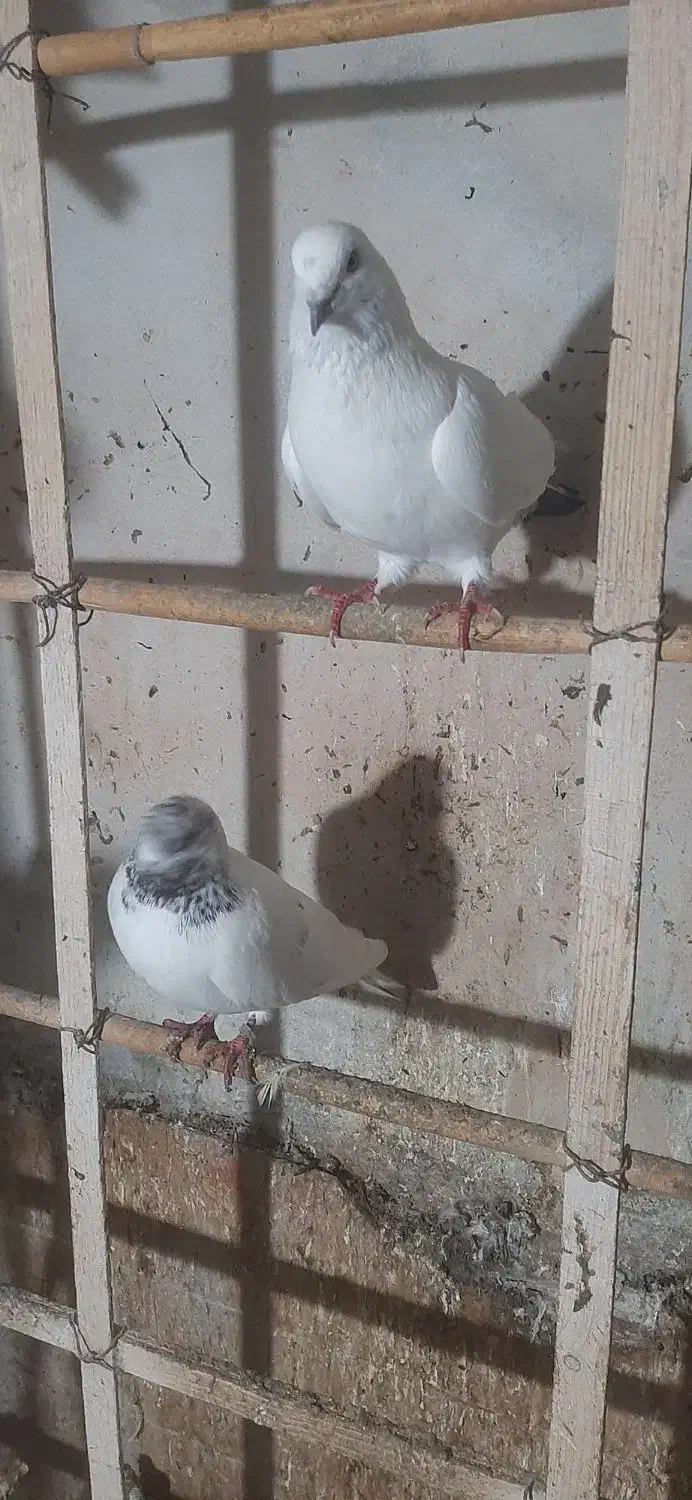 تعدادی کبوتر نر و ماده|پرنده|چالوس, |دیوار