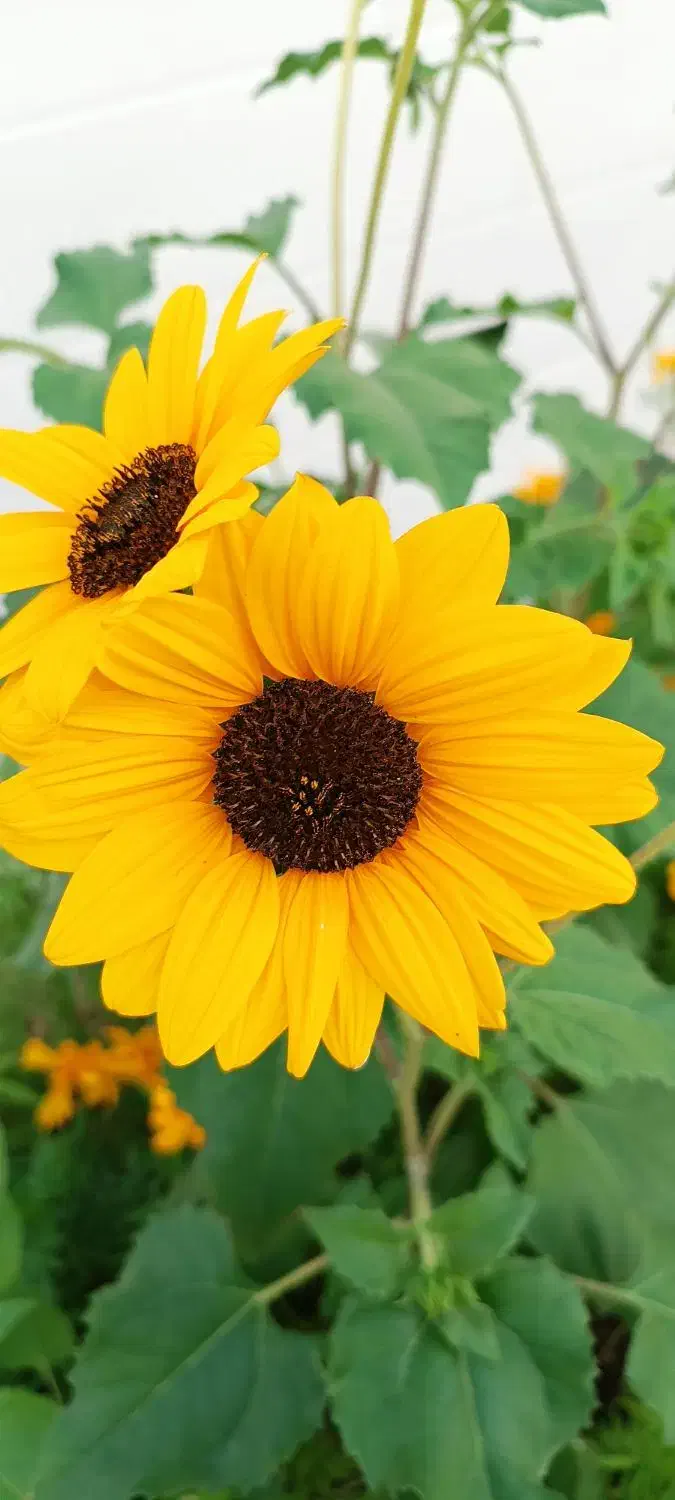 جویای کار|خدمات پیشه و مهارت|شبانکاره, |دیوار