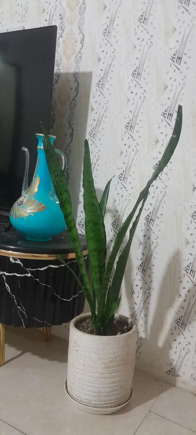 گل طبیعی|گل و گیاه طبیعی|مشهد, رباط طرق|دیوار