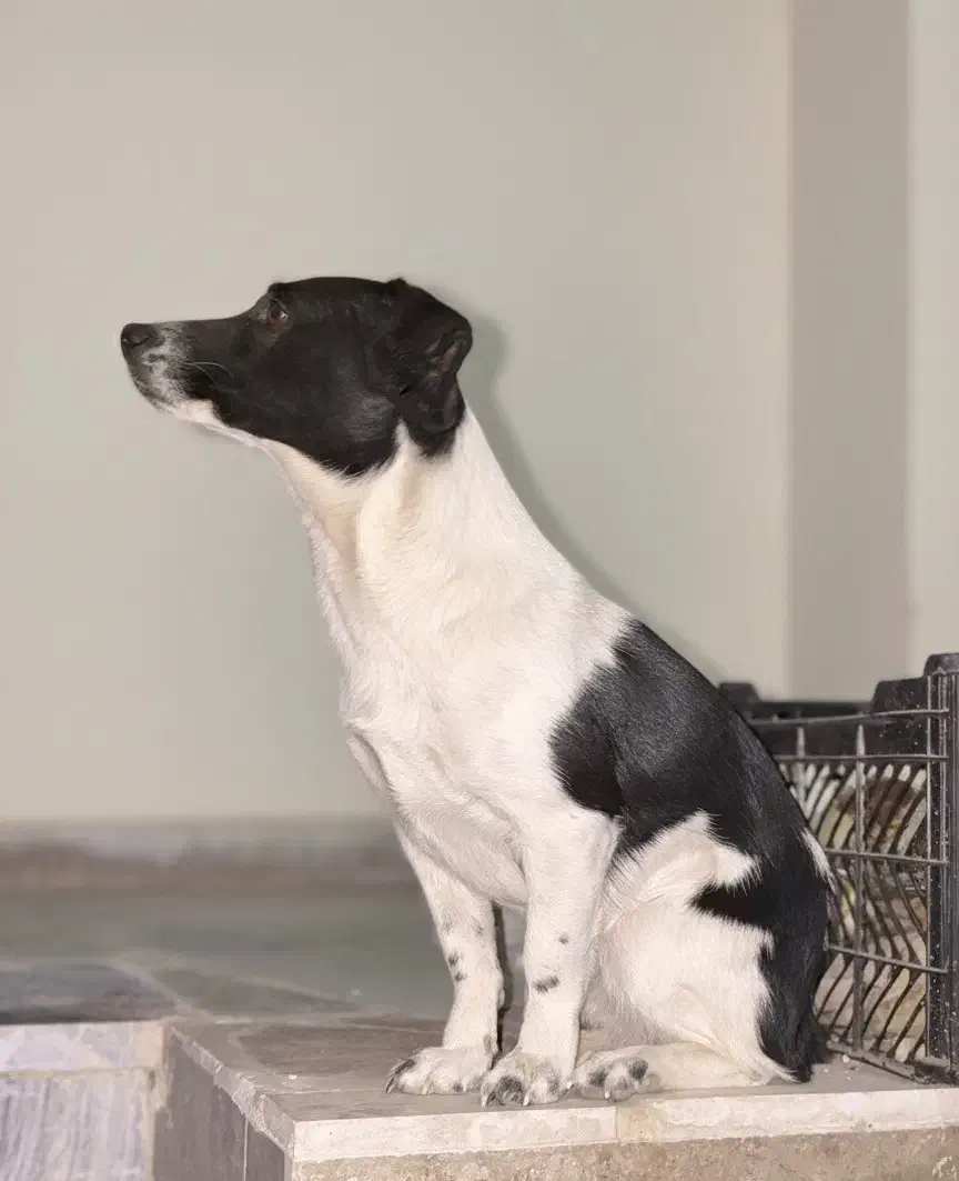 سگ پا کوتاه|سگ|گلپایگان, |دیوار