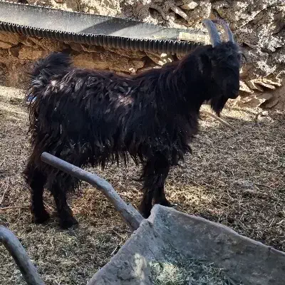 بزغاله نر داشتی|حیوانات مزرعه|فریدونشهر, |دیوار