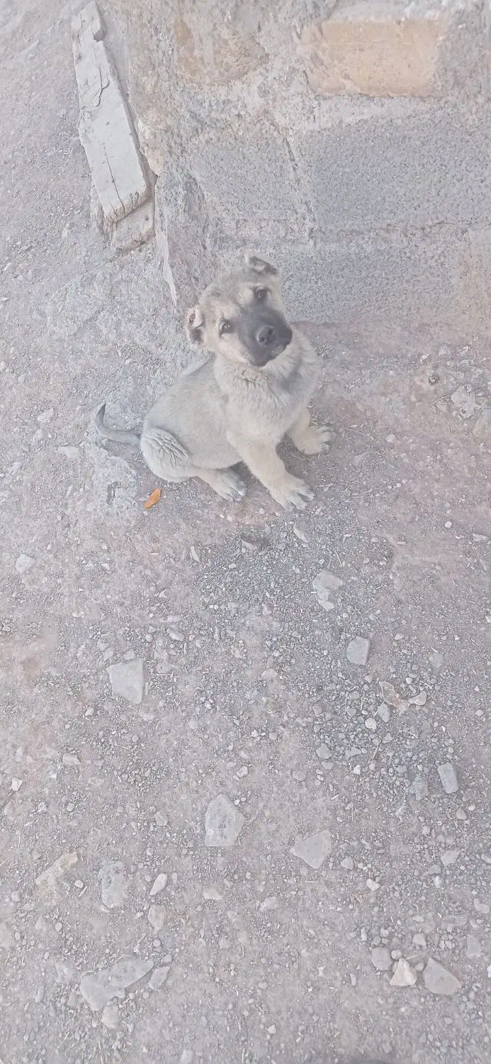 ۲ تا نر سرابی|سگ|میانه, |دیوار