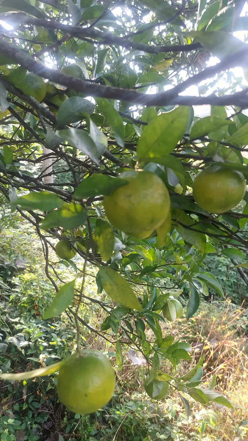 باغ مرکبات و چای|فروش زمین و ملک کلنگی|املش, |دیوار