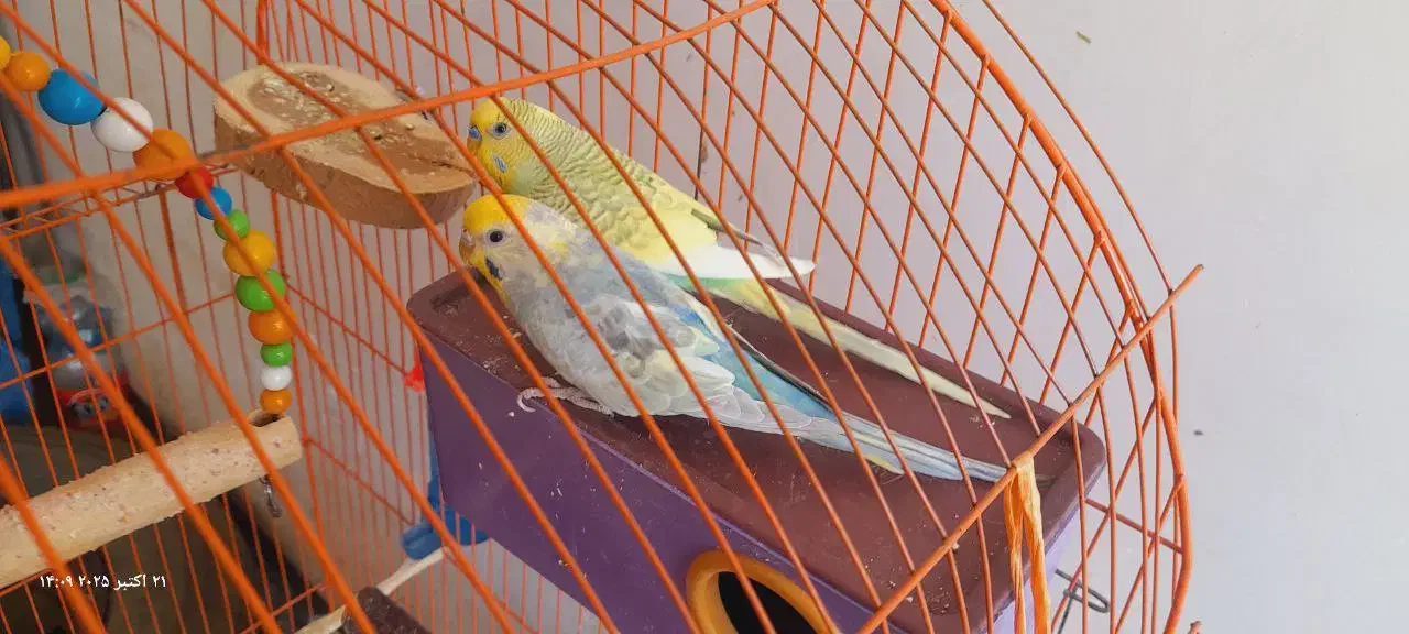 مرغ‌عشق|پرنده|بانه, |دیوار