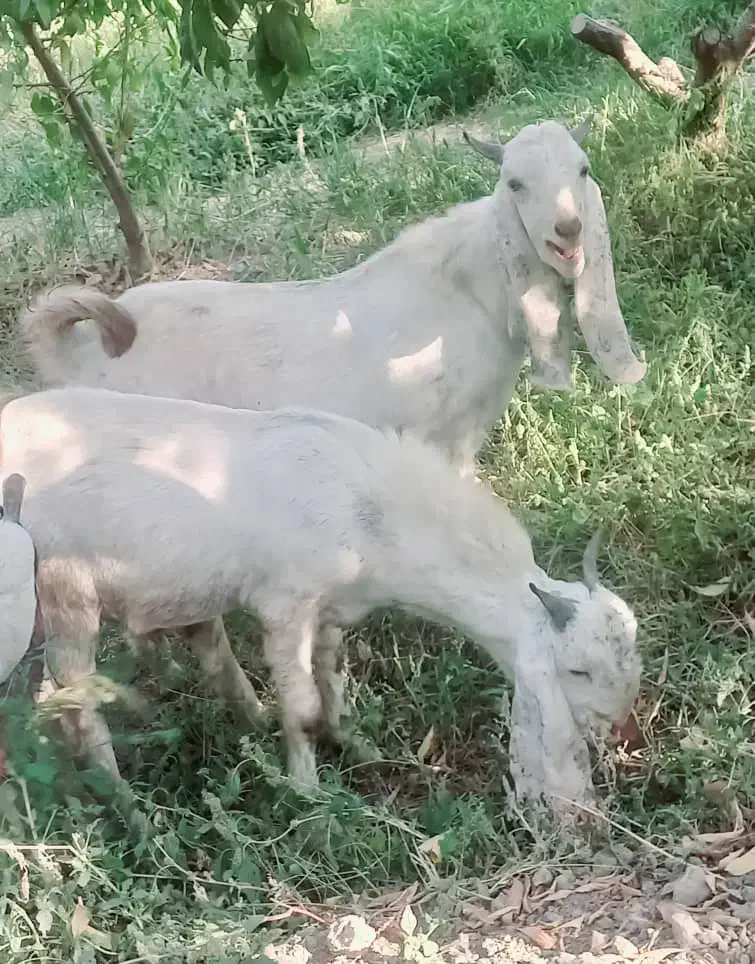 دوتا بزغاله نر اصل پاکستانی|حیوانات مزرعه|هشتگرد, تهران دشت|دیوار