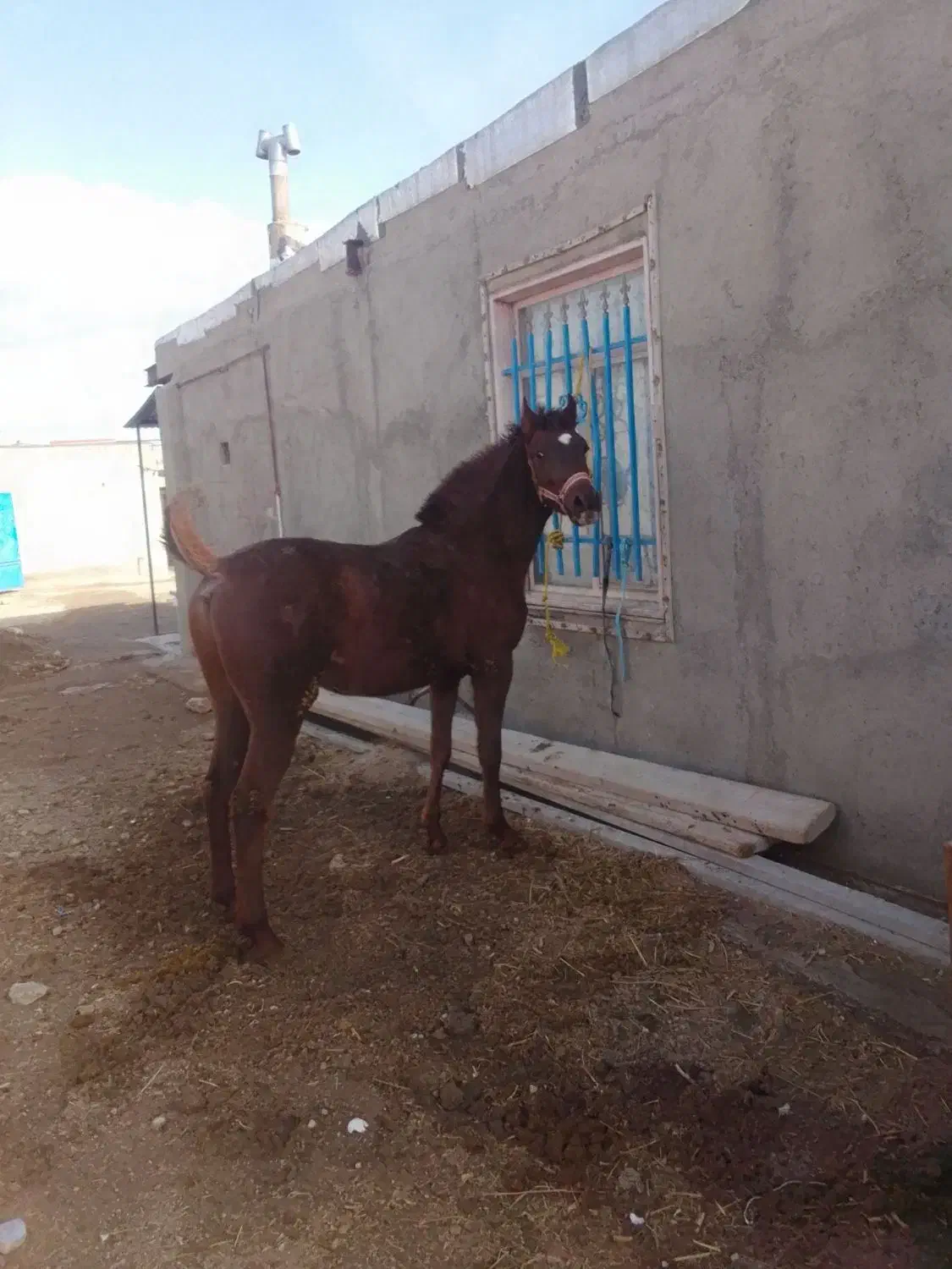 اسب|اسب و تجهیزات اسب‌سواری|کبودرآهنگ, |دیوار