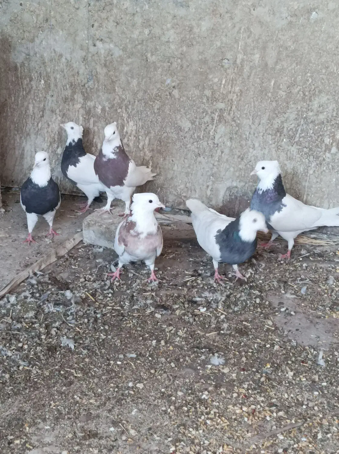 توقی طوقی کبوتر پرنده|پرنده|نجف‌آباد, قلعه سفید|دیوار