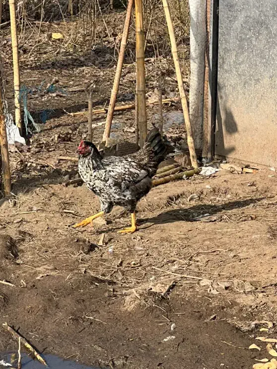 خروس ۶۰۰|حیوانات مزرعه|بندر انزلی, بشمن|دیوار