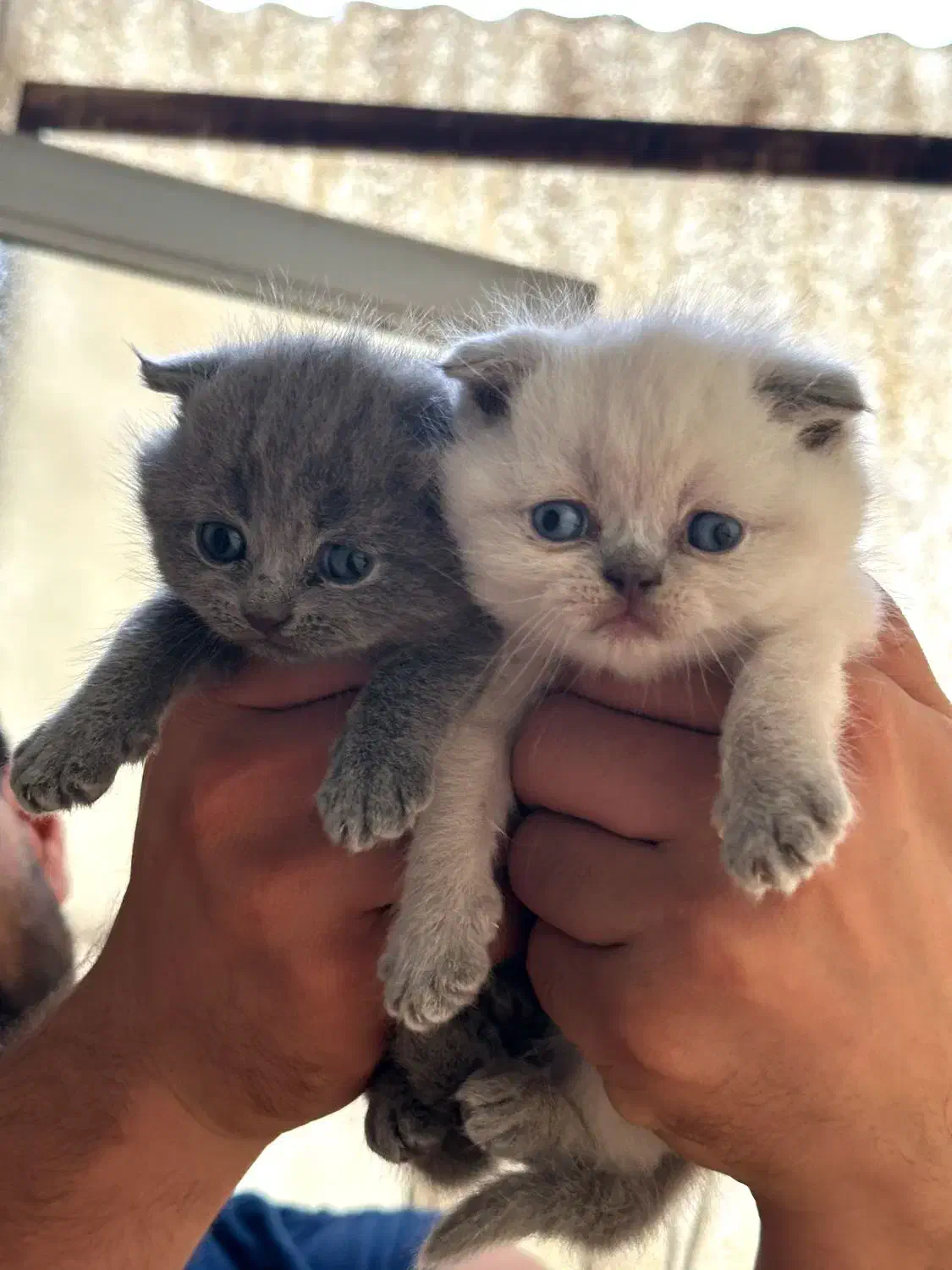 واگذاری اسکاتیش فولد ماده|گربه|ساری, |دیوار