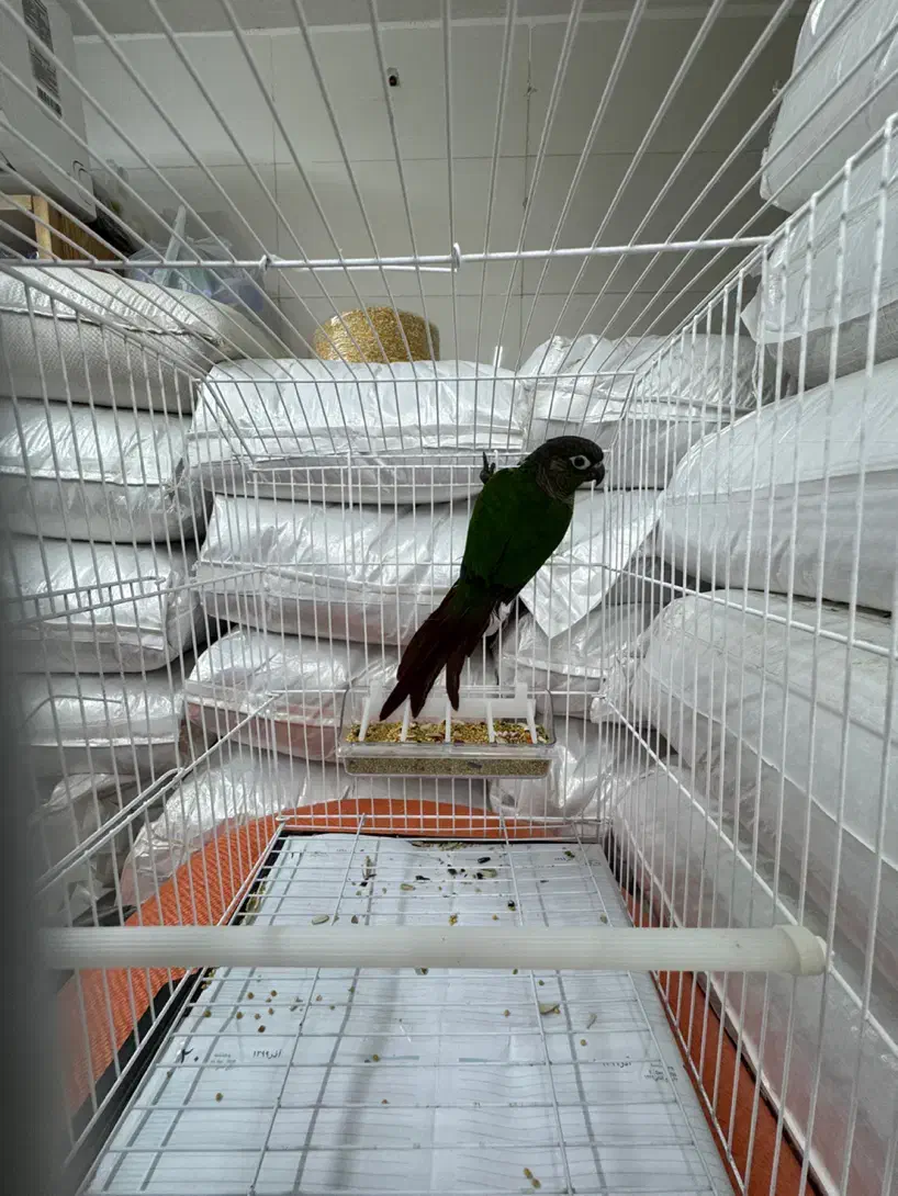 گرینچیک|پرنده|رشت, یخسازی|دیوار