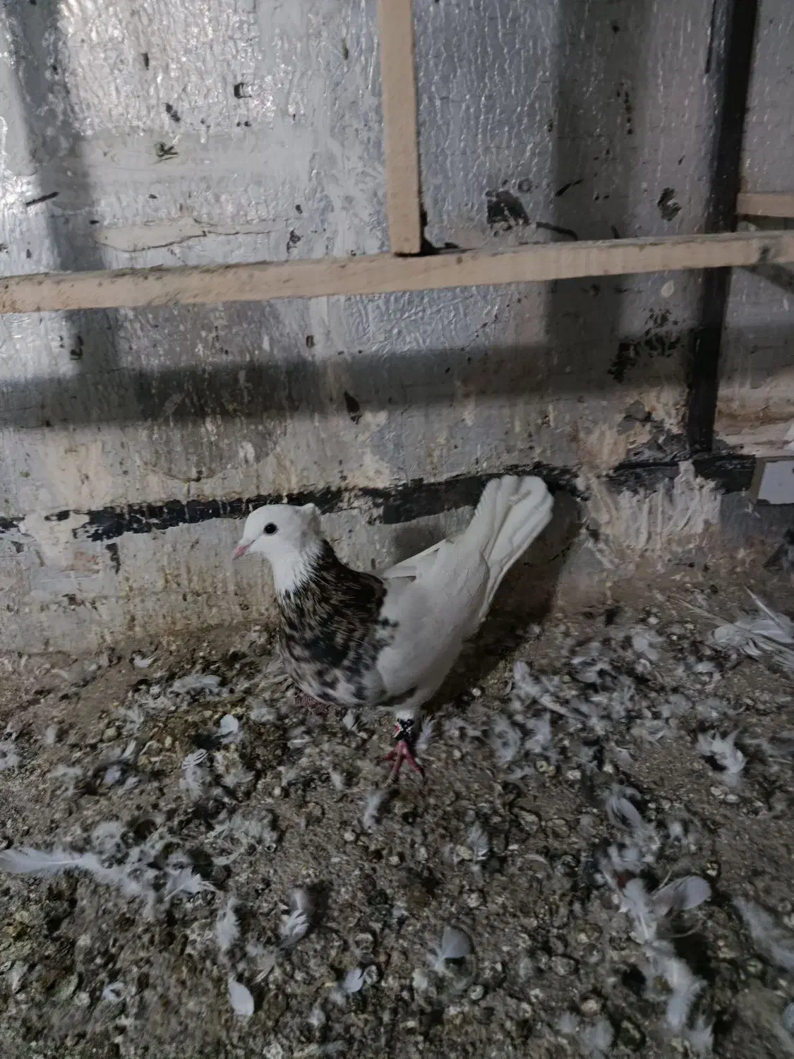 کبوتر طوقی|پرنده|پرند, فاز ۳|دیوار