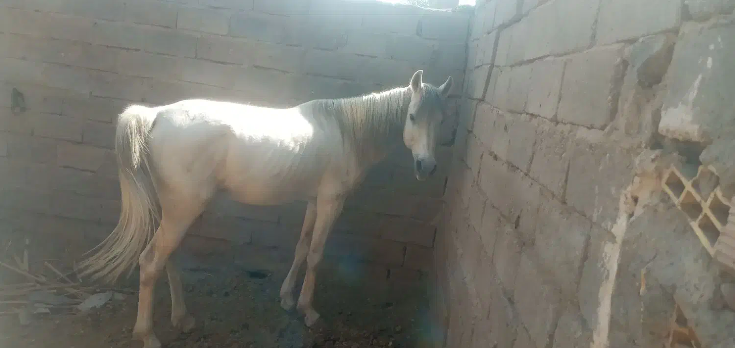 اسب نریون|اسب و تجهیزات اسب‌سواری|نرماشیر, |دیوار