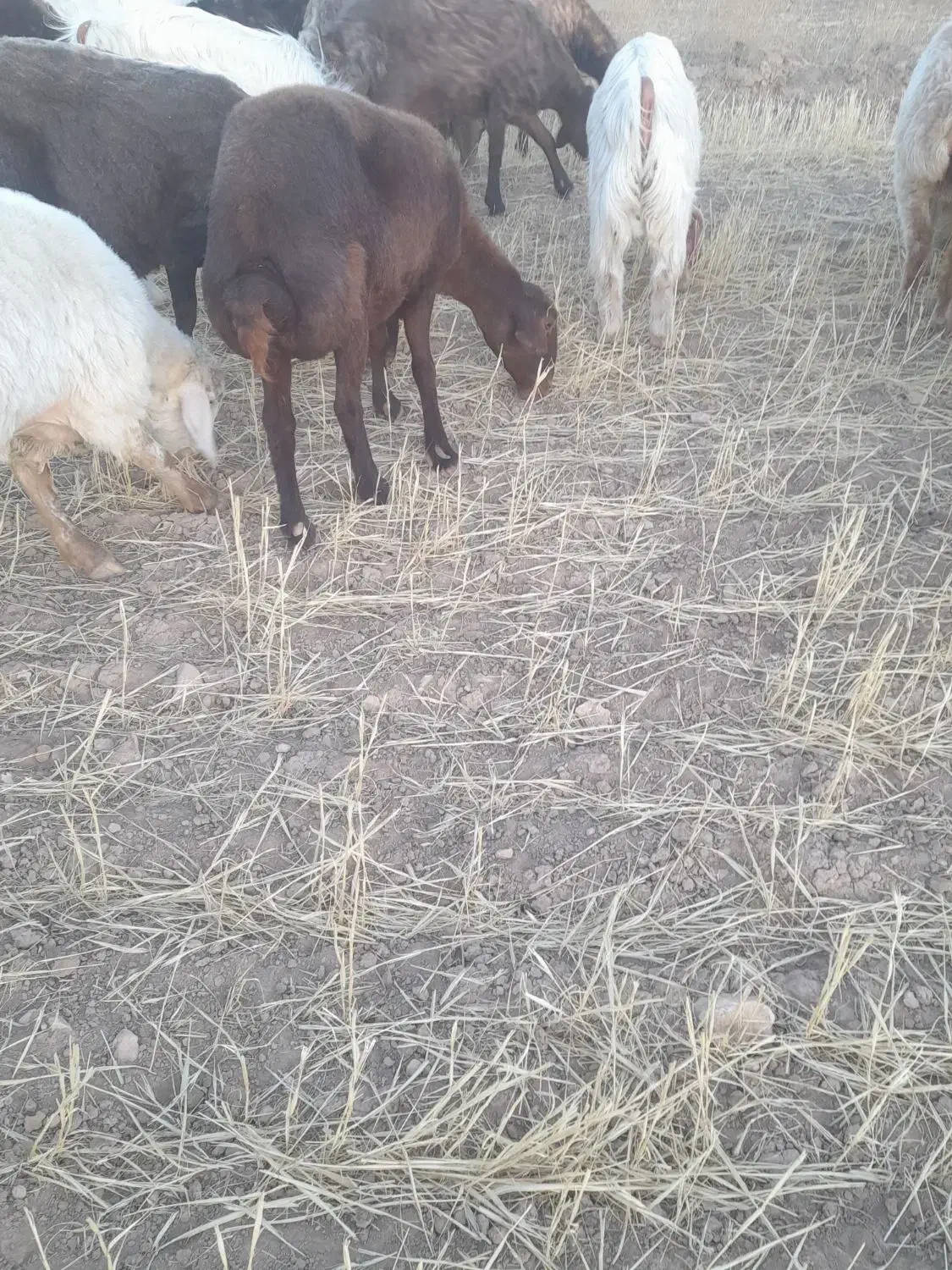 یگ گوسفند وسه بز|حیوانات مزرعه|بجنورد, |دیوار