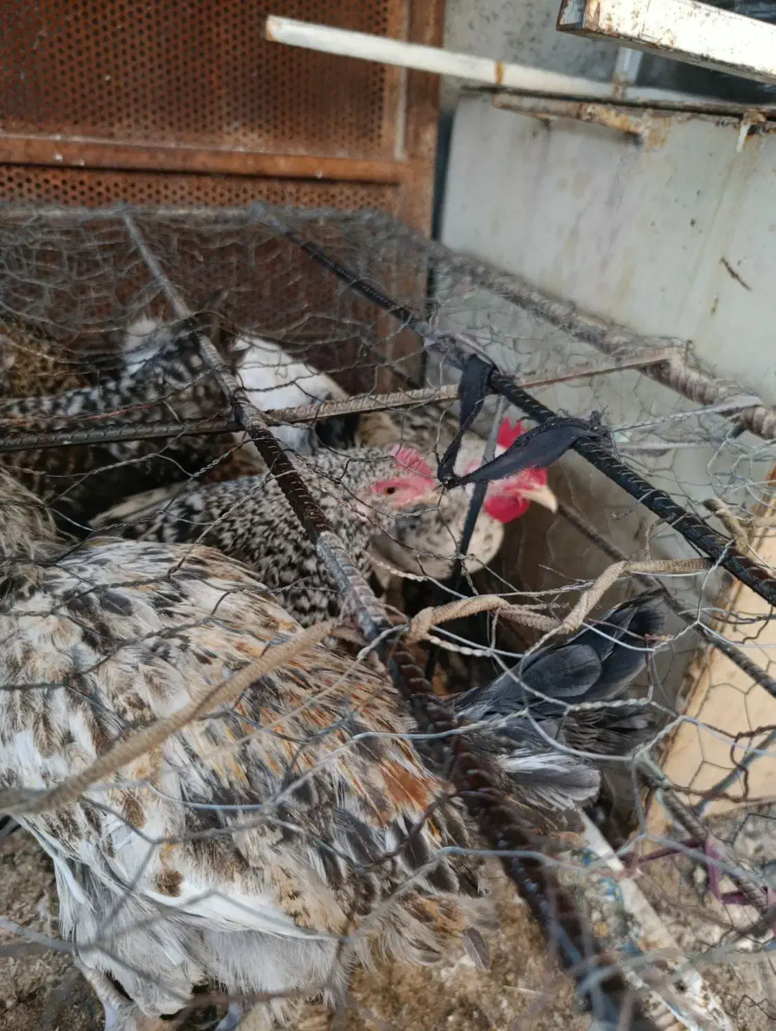 مرغ|حیوانات مزرعه|چرام, |دیوار