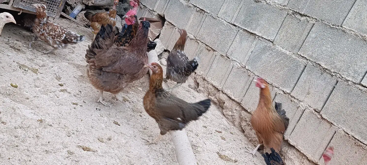 مرغ محلی|حیوانات مزرعه|پاتاوه, |دیوار