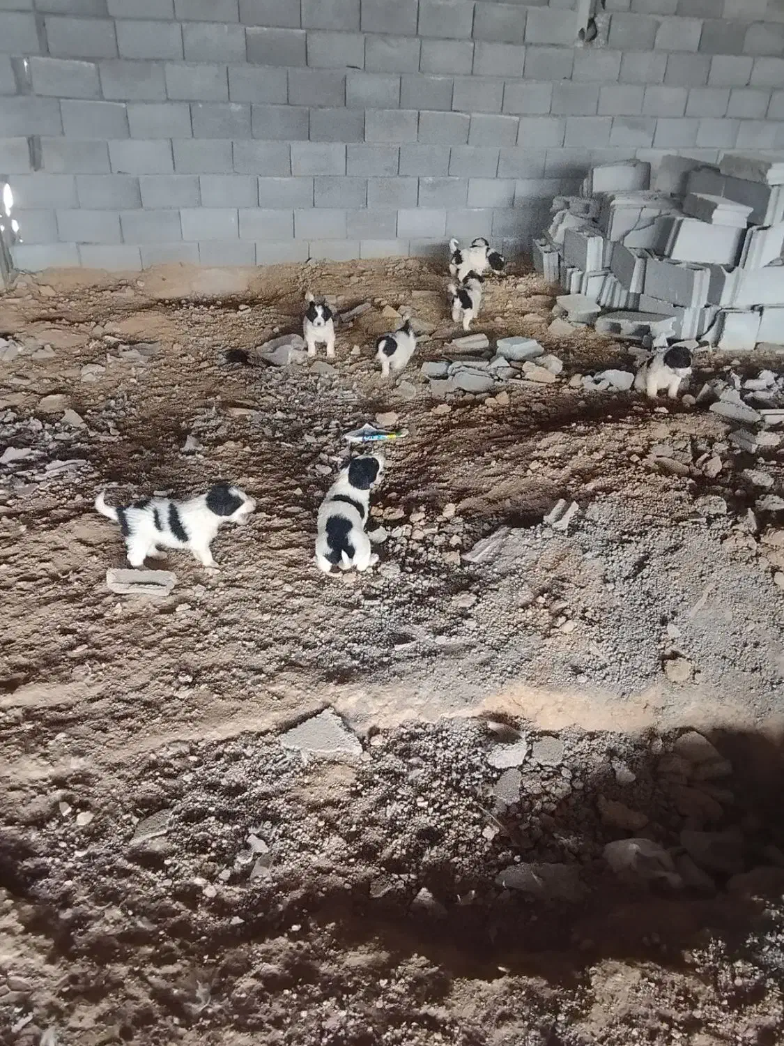 8 تا توله سگ قدریجونی|سگ|لردگان, |دیوار