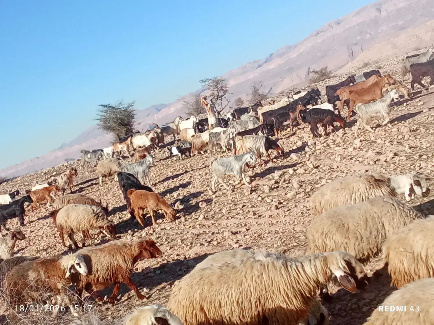 نیستم|حیوانات مزرعه|کازرون, |دیوار