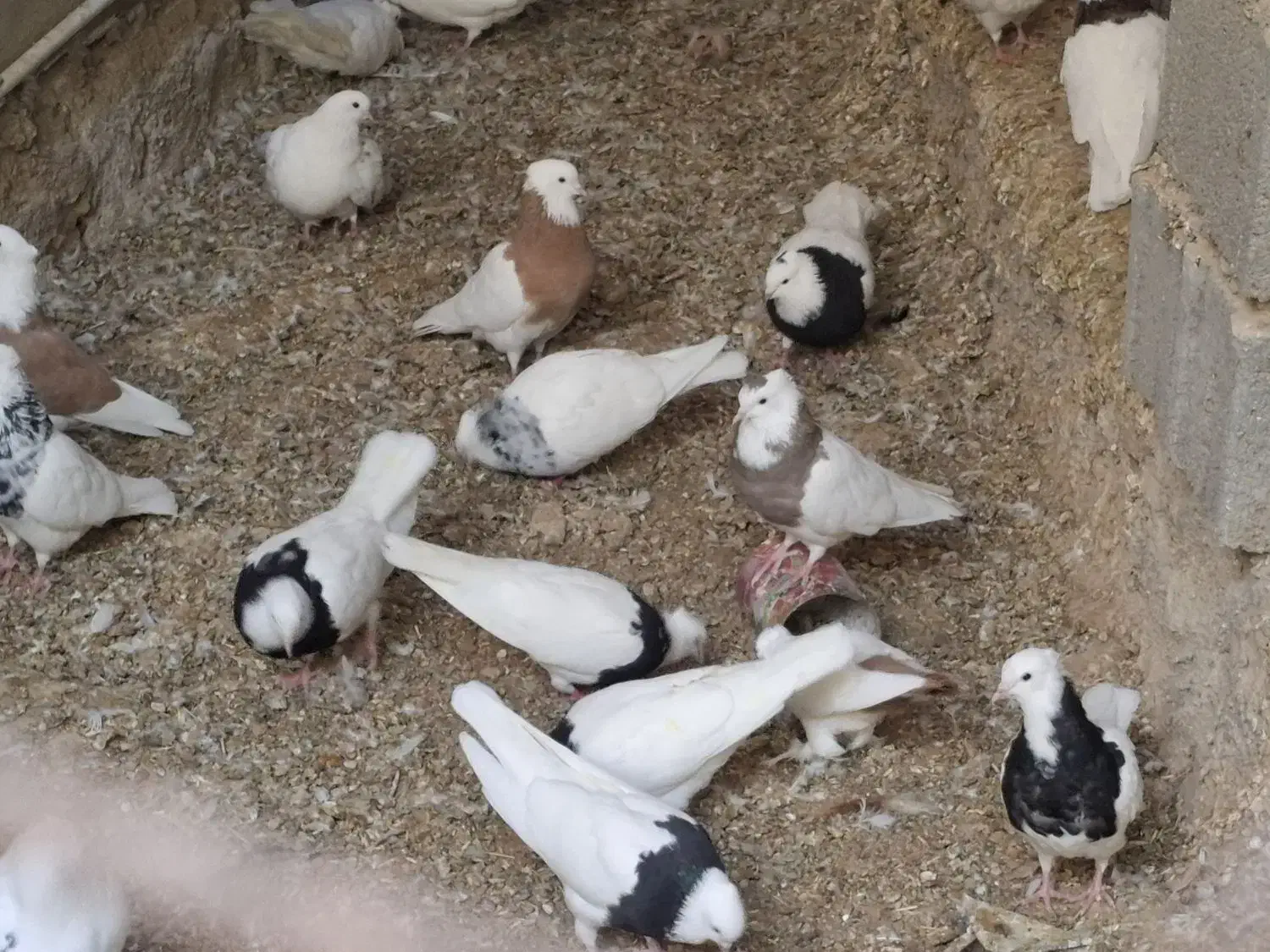 کبوتر طوق سیاه . سفید . پرستویی|پرنده|لامرد, |دیوار