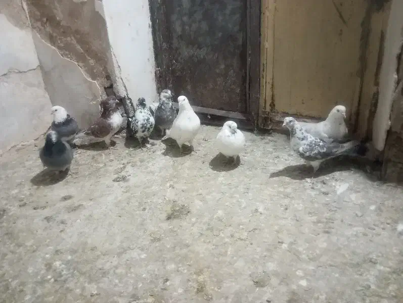 کبوتر|پرنده|نقده, |دیوار