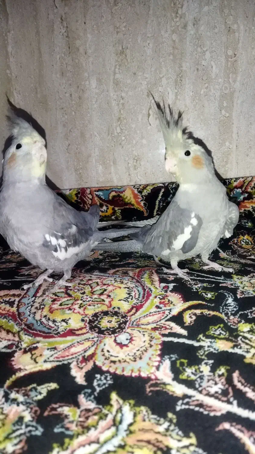 عروس هلندی|پرنده|قم, ولیعصر|دیوار