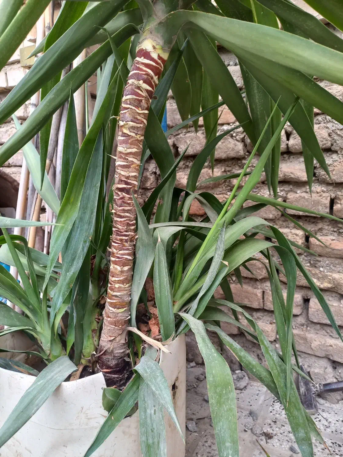 گل یوکا|گل و گیاه طبیعی|مینودشت, |دیوار