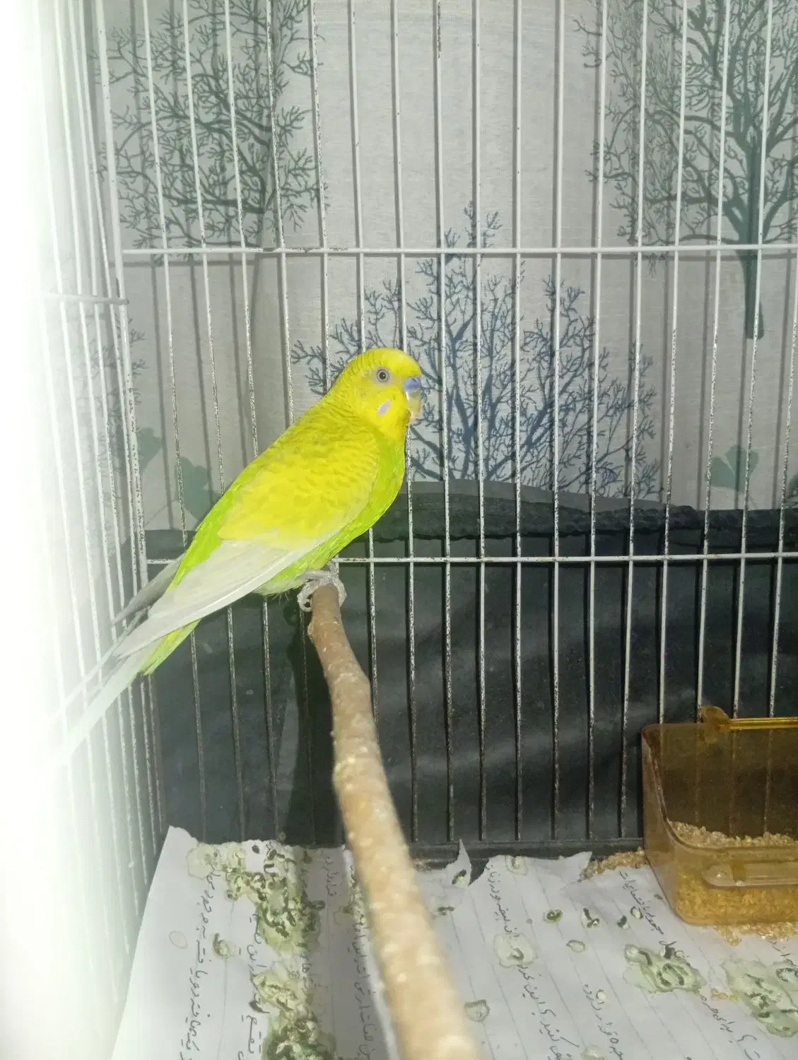 مرغ عشق نر سالم|پرنده|مشهد, حسین‌آباد|دیوار