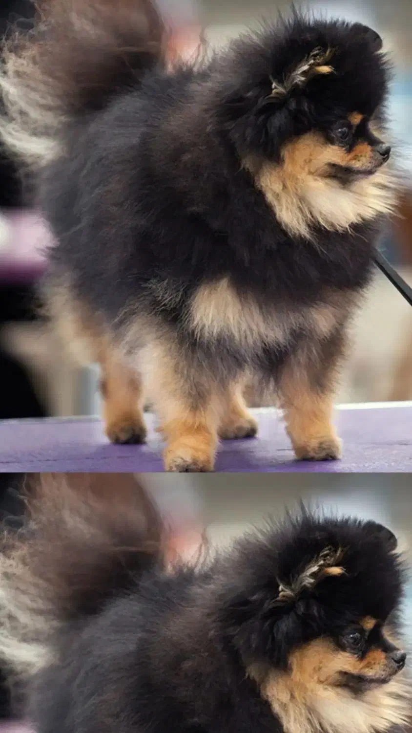 سگ پامرین تک رنگ معاوضه|سگ|کرمانشاه, |دیوار