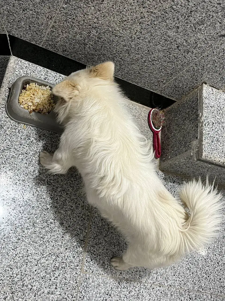 سگ پامرانین خانگی با شناسنامه|سگ|قائن, |دیوار