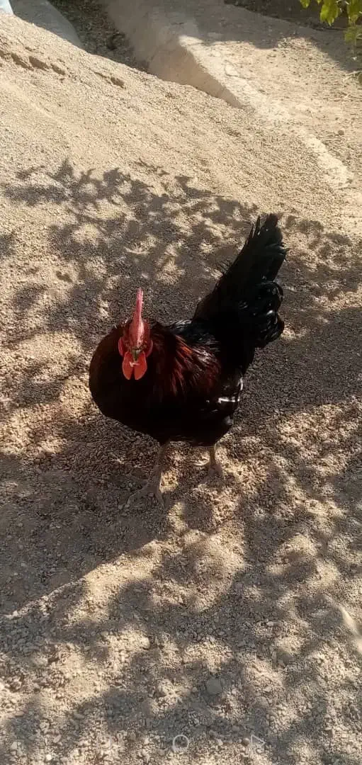 خروس محلی|حیوانات مزرعه|دلیجان, |دیوار