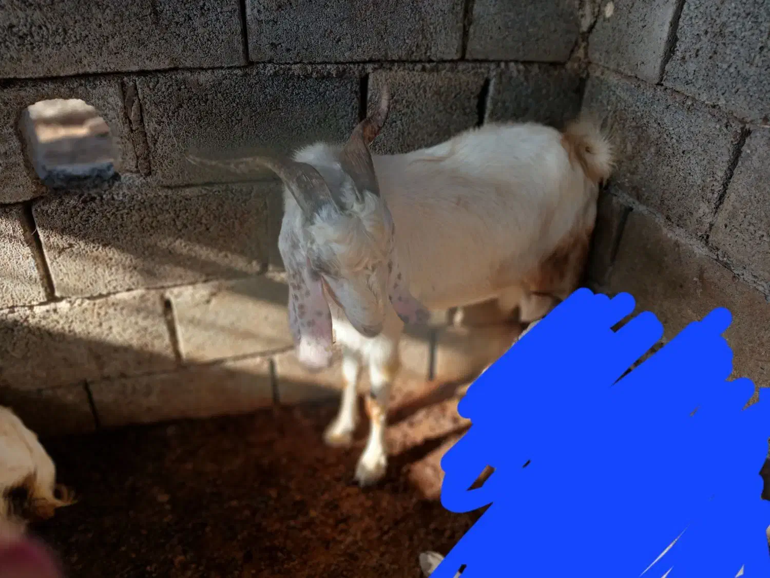 چپش نر|حیوانات مزرعه|فاریاب, |دیوار