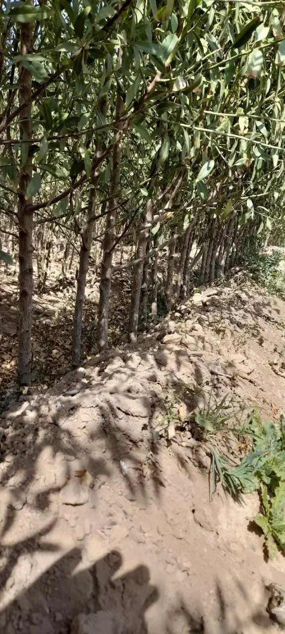 نهال بادام فقط ۷ هزار تومان|خدمات باغبانی و درختکاری|خسروشاه, |دیوار