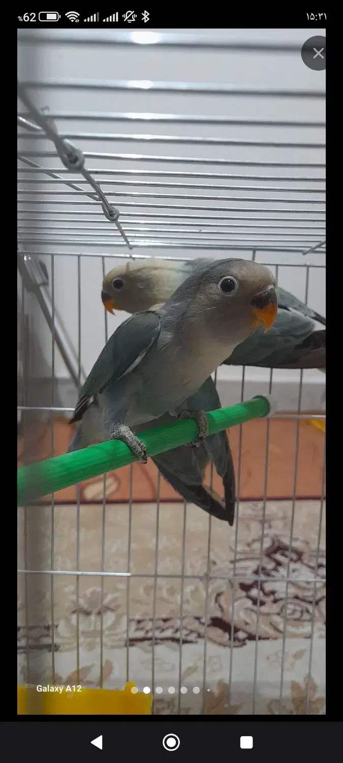 طوطی برزیلی|پرنده|رشت, معلم|دیوار