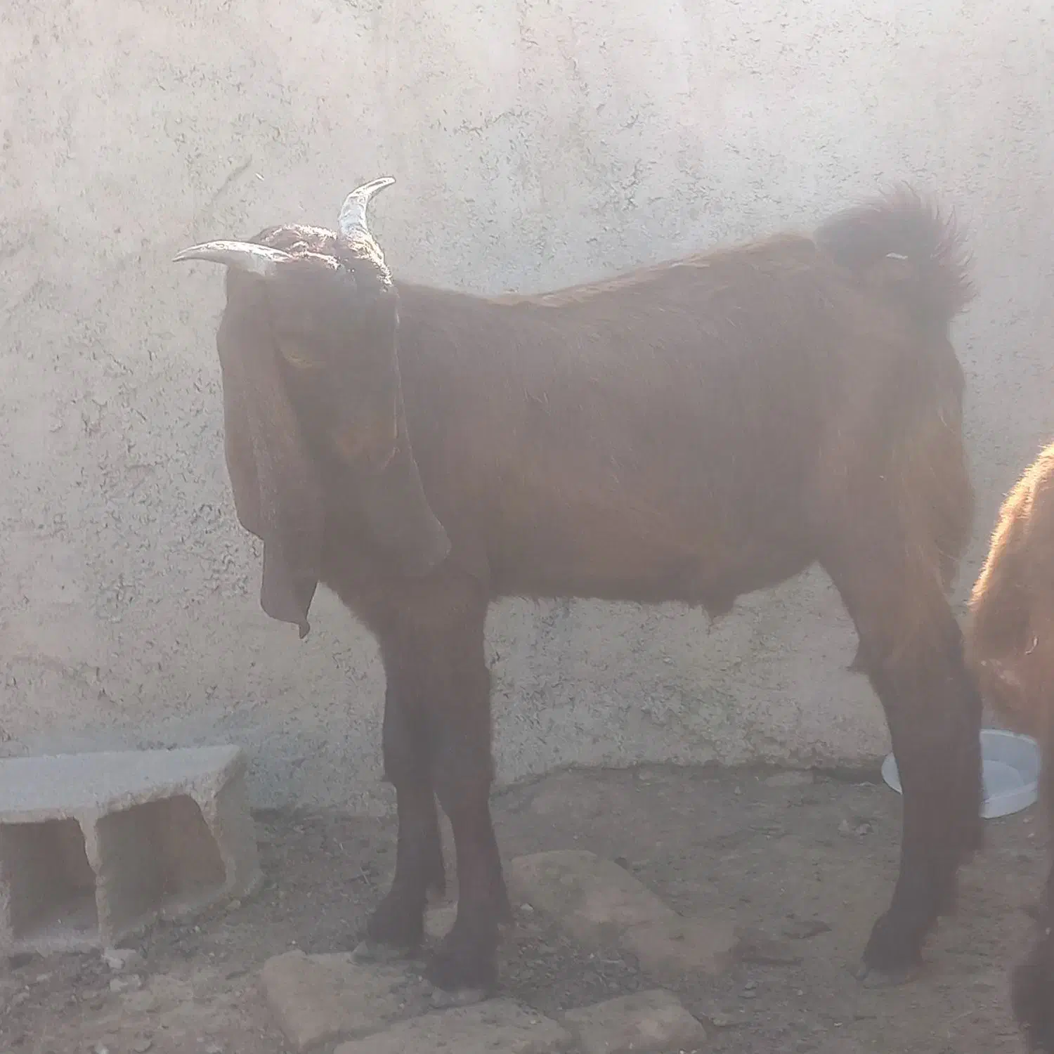 دو عدد بزغاله چاق|حیوانات مزرعه|گنبد کاووس, |دیوار