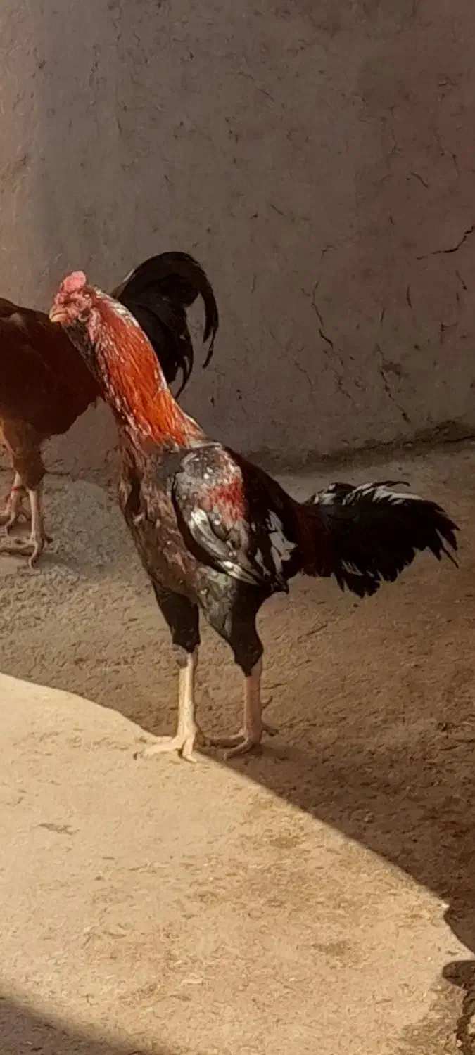 خروس‌لاری|حیوانات مزرعه|ثمرین, |دیوار