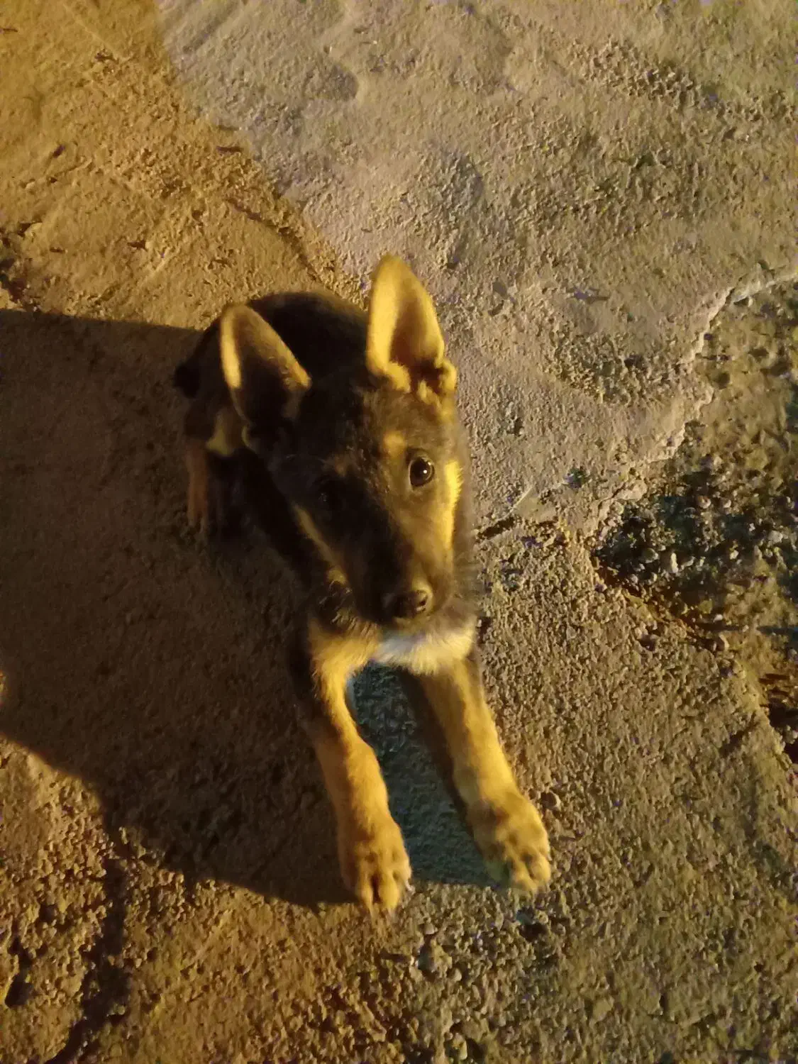 سگ ژرمن نر سه ماهه|سگ|سبزوار, اسلام آباد|دیوار