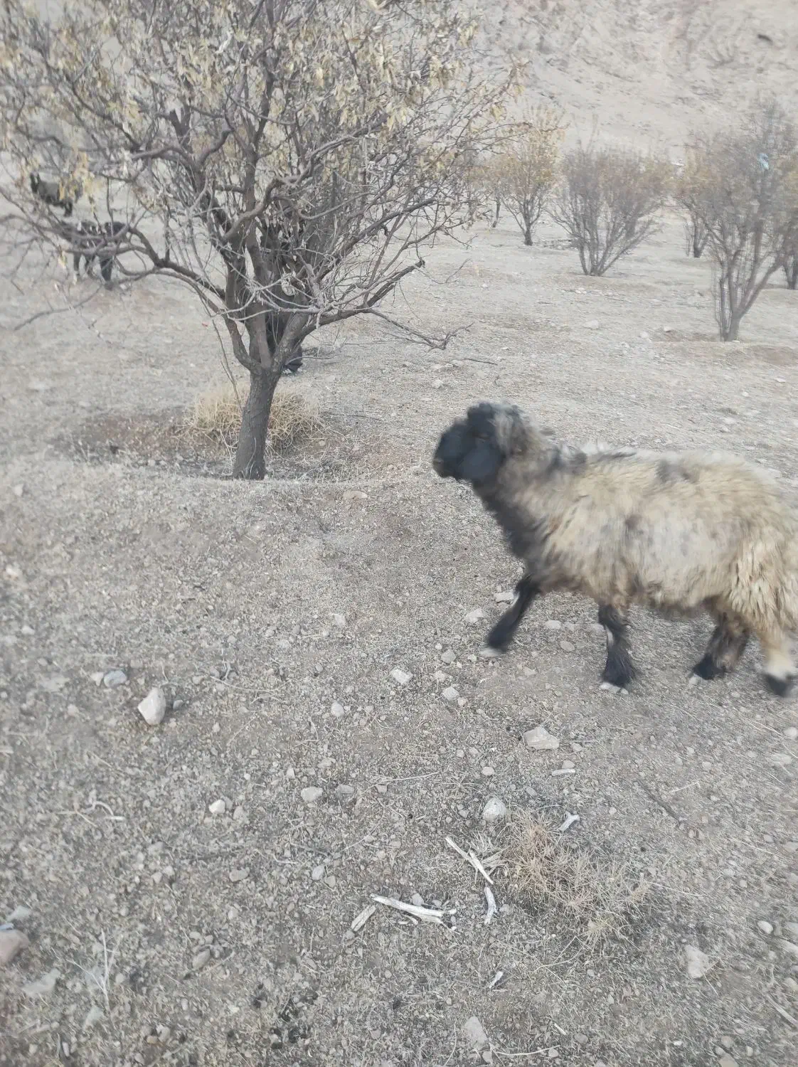 قوچ گله داری فروشی|حیوانات مزرعه|بلداجی, |دیوار