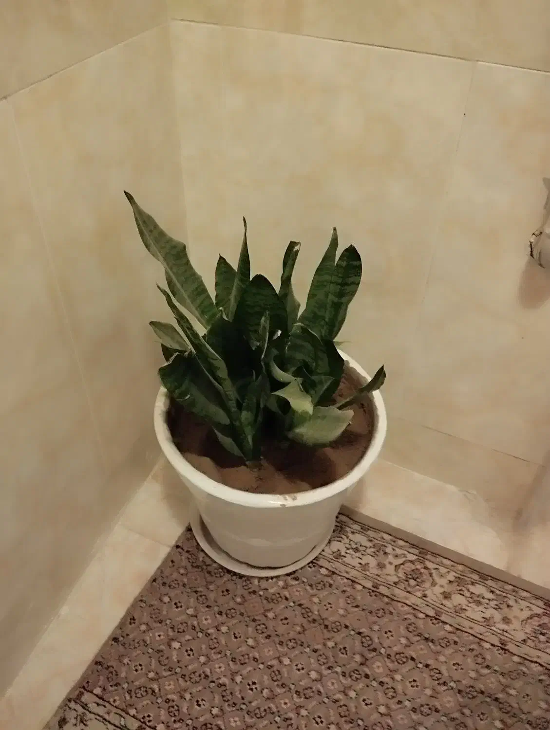 گل های زیبا باقیمت خیلی مناسب|گل و گیاه طبیعی|مرند, |دیوار