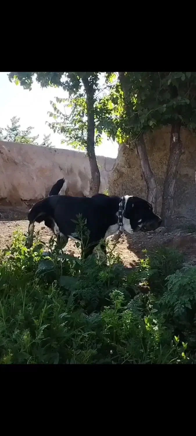 سگ سراب|سگ|ابهر, |دیوار