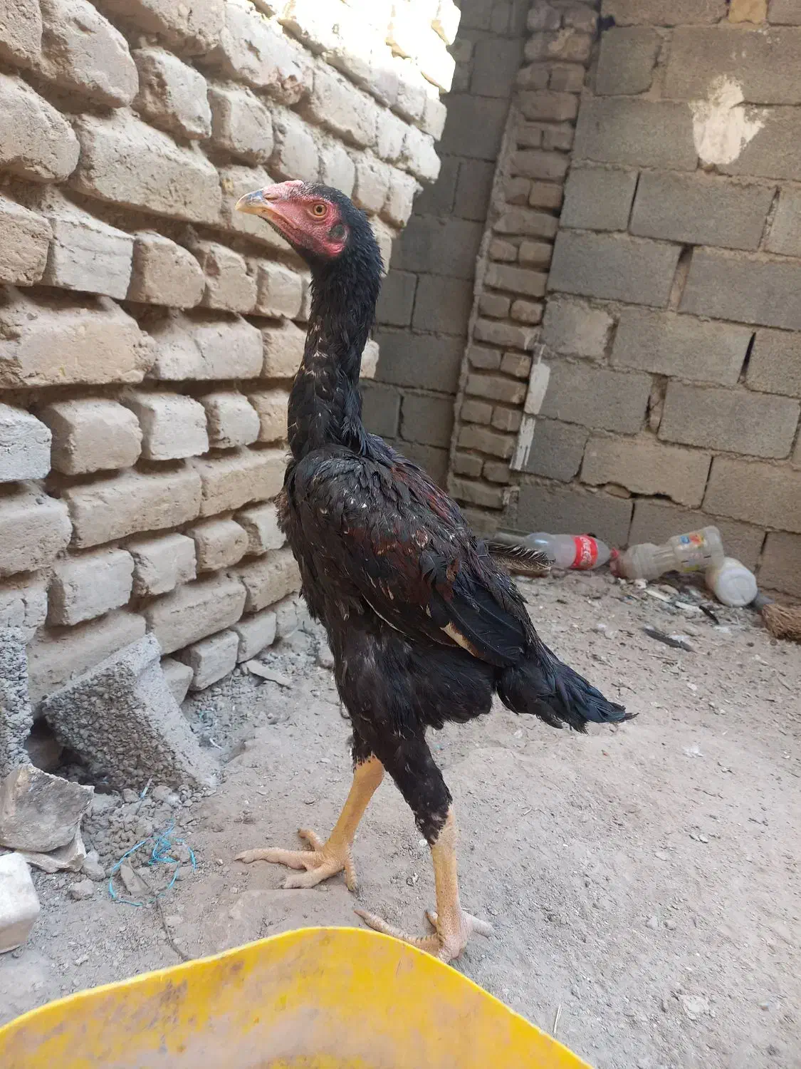 جوجه لاری اوشامو|حیوانات مزرعه|تنکمان, |دیوار