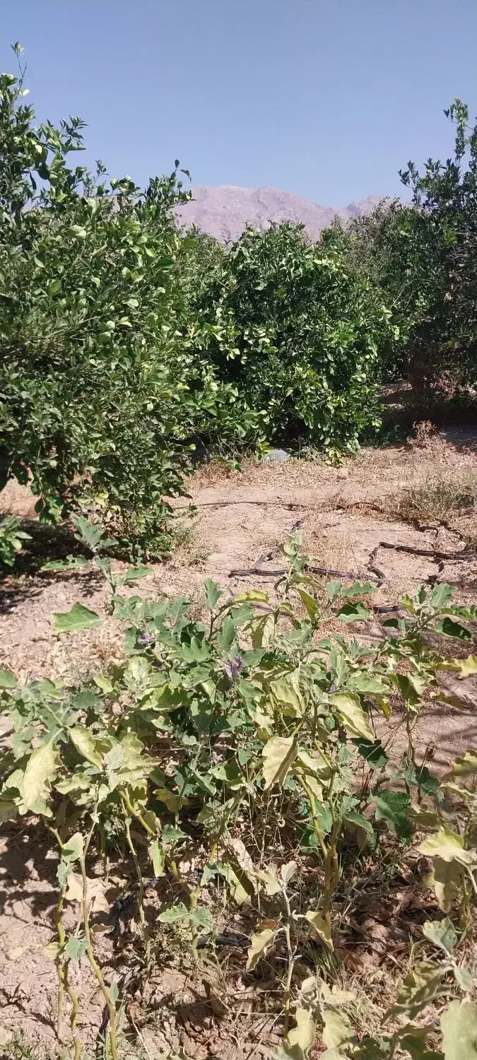 باغ فروشی|فروش زمین و ملک کلنگی|جنت, |دیوار